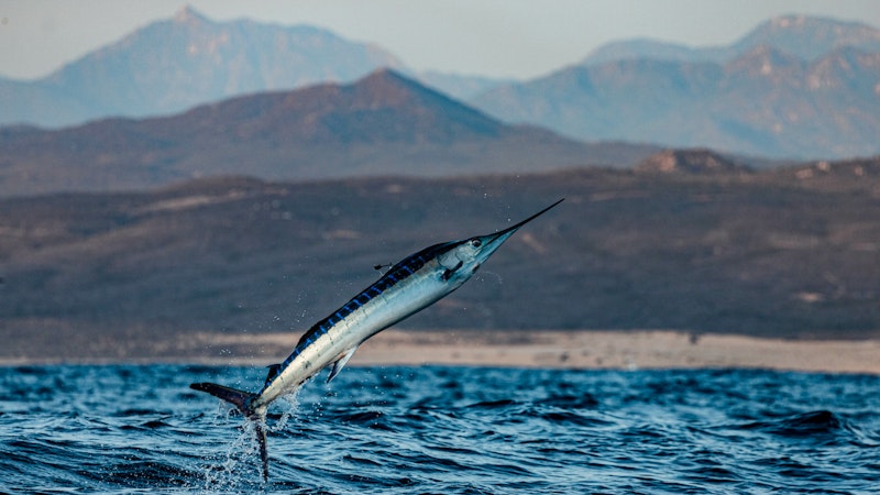 Fishing Charters