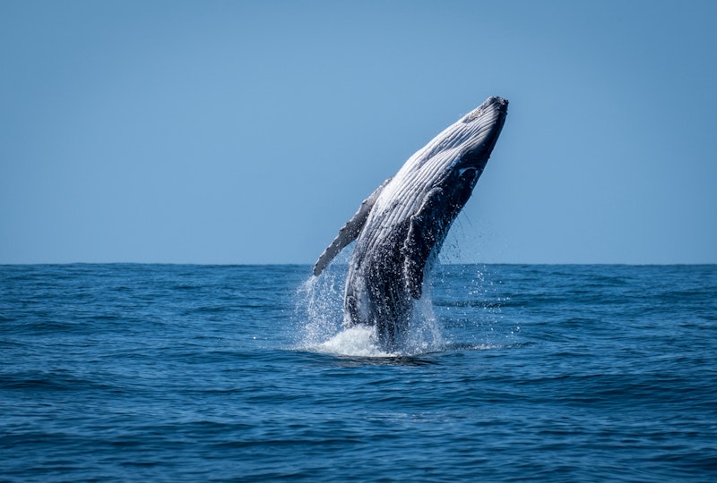 WHale Jumping in Cabo San Lucas